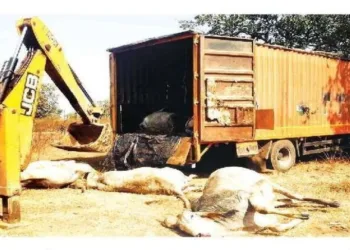 The container used for cattle smuggling is being opened with the help of a JCB machine