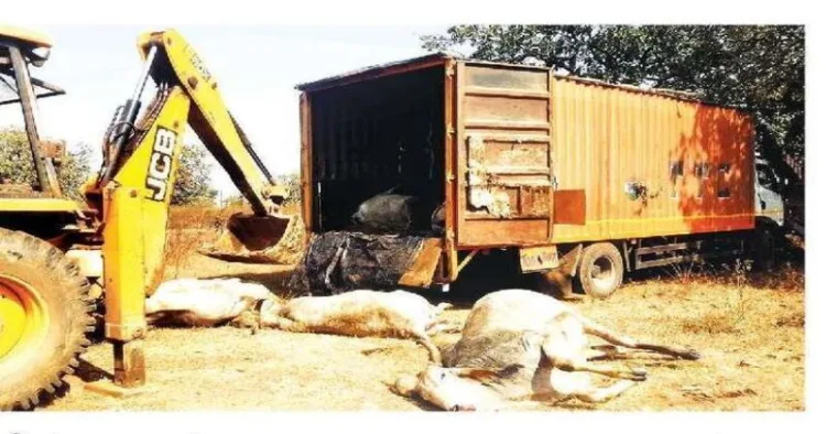 The container used for cattle smuggling is being opened with the help of a JCB machine