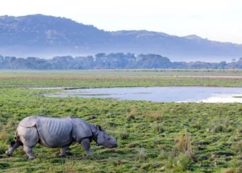 A representative Image of One Horned Rhinoceros