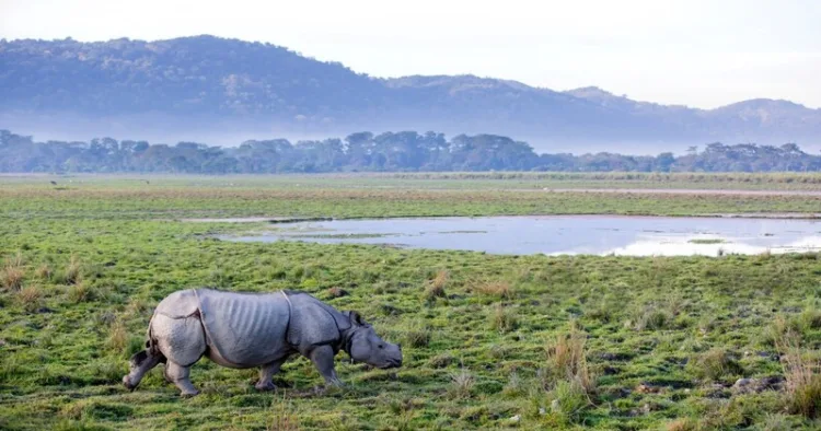 A representative Image of One Horned Rhinoceros