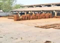 Cow-dung sticks to replace wood this Holikadahan