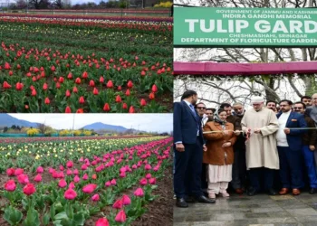 CM Omar Abdullah inaugurates Asia’s largest Tulip Garden