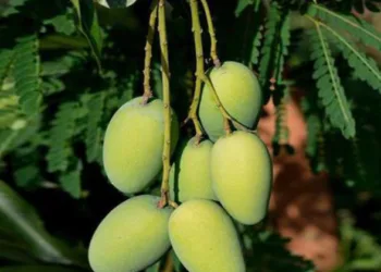 Mangoes hanging from the tree in Malihabad
