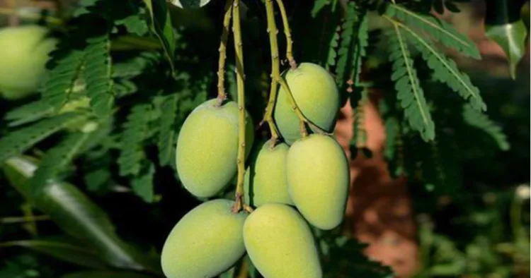 Mangoes hanging from the tree in Malihabad