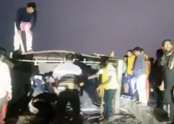Cattle being rescued