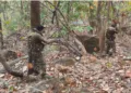 Armed Soldiers in the jungle during ant-Maoist operation