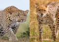 Cheetah and Leopard once extincted is brought back by the effort of PM Modi Government