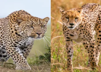 Cheetah and Leopard once extincted is brought back by the effort of PM Modi Government