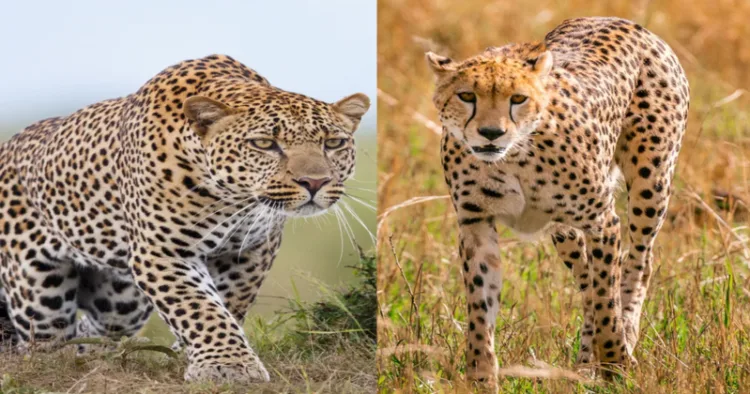 Cheetah and Leopard once extincted is brought back by the effort of PM Modi Government