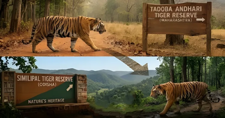 Royal Bengal Tiger travels over 800 km to reach Similipal Tiger Reserve