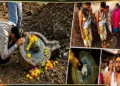 Discovery of shivling near Ujjain's Mahakaal Mandir