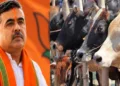 West Bengal government announces enforcement of cow slaughter rules