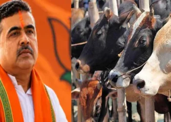 West Bengal government announces enforcement of cow slaughter rules