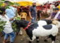 Delhi Govt issues strict guidelines against illegal animal sacrifice ahead of Bakri Eid