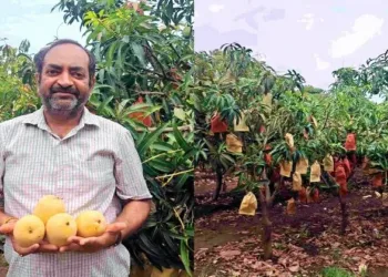 Karnataka-based Ayurveda doctor Dr Sameer Nayik has emerged as a model farmer by adopting Israel’s high-density mango farming technique in Belagavi