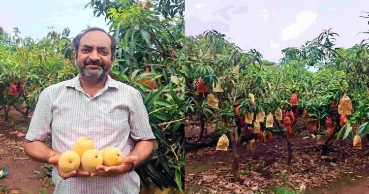 Karnataka-based Ayurveda doctor Dr Sameer Nayik has emerged as a model farmer by adopting Israel’s high-density mango farming technique in Belagavi