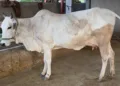 A Cow