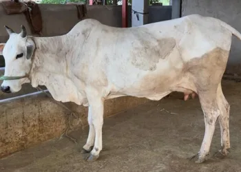 A Cow