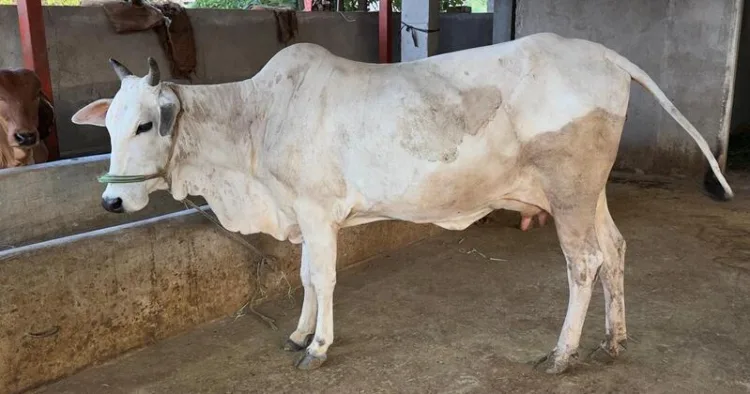 A Cow