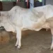 A Cow