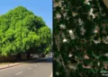 Bareilly Cantonment Emerges as Model for Sustainable Urban Development in India (Image Source X)
