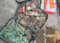 Termite-damaged cash worth Rs 1 crore found in Kolkata college room