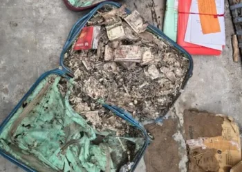 Termite-damaged cash worth Rs 1 crore found in Kolkata college room