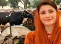 Maryam Nawaz govt faces backlash over New toilet tax