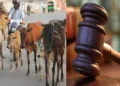 Gujarat High Court denied bail to Mohammad Arif Abdul Razak over repeated cow meat smuggling offences