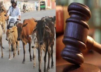 Gujarat High Court denied bail to Mohammad Arif Abdul Razak over repeated cow meat smuggling offences
