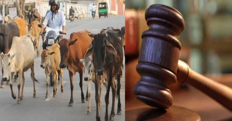 Gujarat High Court denied bail to Mohammad Arif Abdul Razak over repeated cow meat smuggling offences