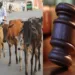 Gujarat High Court denied bail to Mohammad Arif Abdul Razak over repeated cow meat smuggling offences