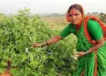 Rahibai Soma Popere, the seed mother of India