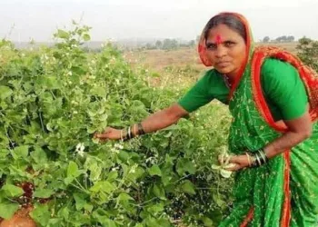 Rahibai Soma Popere, the seed mother of India
