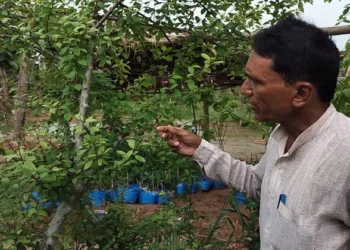 Gaya's Gopal Sharan has turned a drought-prone Bihar village into a medicinal plant conservation centre with over 400 herbal species