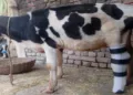 A calf injured in Pakistan shelling during Operation Sindoor walks again after receiving the innovative 'Krishna Limb'