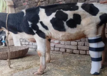 A calf injured in Pakistan shelling during Operation Sindoor walks again after receiving the innovative 'Krishna Limb'