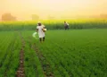 Bharat’s natural farming mission is reviving traditional agriculture, restoring soil health, cutting costs and promoting sustainable farming