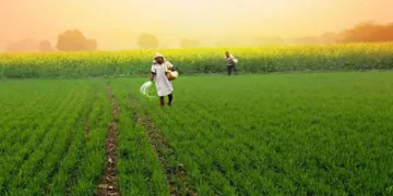 Bharat’s natural farming mission is reviving traditional agriculture, restoring soil health, cutting costs and promoting sustainable farming