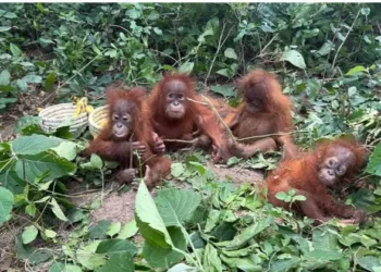 Odisha Forest Department officials rescued five young orangutans found abandoned in Udayapur-Talsari forest area of Baleswar district.
