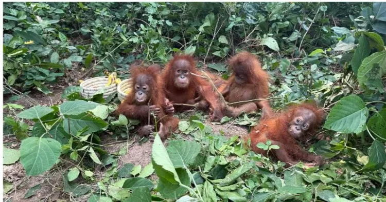 Odisha Forest Department officials rescued five young orangutans found abandoned in Udayapur-Talsari forest area of Baleswar district.