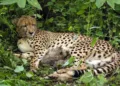 An India-born female cheetah with her four cubs at Kuno National Park in Madhya Pradesh