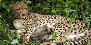 An India-born female cheetah with her four cubs at Kuno National Park in Madhya Pradesh