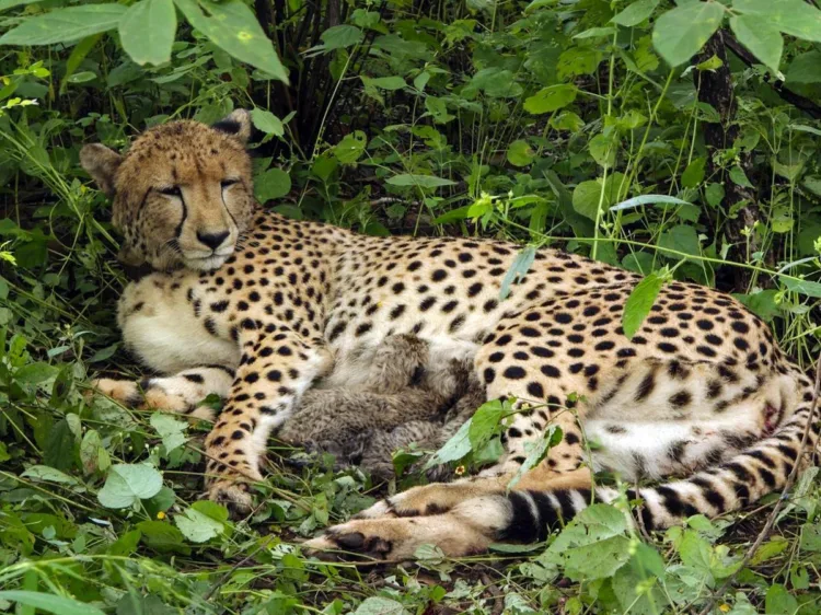 An India-born female cheetah with her four cubs at Kuno National Park in Madhya Pradesh