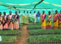 Tribal Women Turn Coffee Nursery into Rural Enterprise