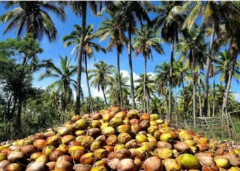 Coconut Export Changing Livelihood from the field of Bastar