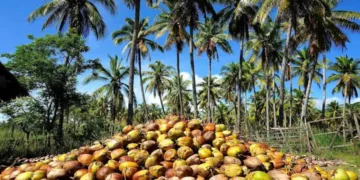 Coconut Export Changing Livelihood from the field of Bastar