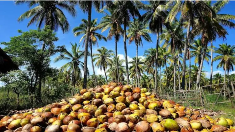 Coconut Export Changing Livelihood from the field of Bastar