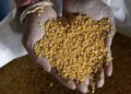 GI-tagged Tur Dal