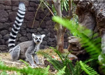 FACT CHECK: No Proof That Bangladesh’s Stolen Lemurs Were Found at Vantara
